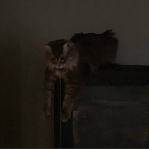 Meet your Posher, Izzy